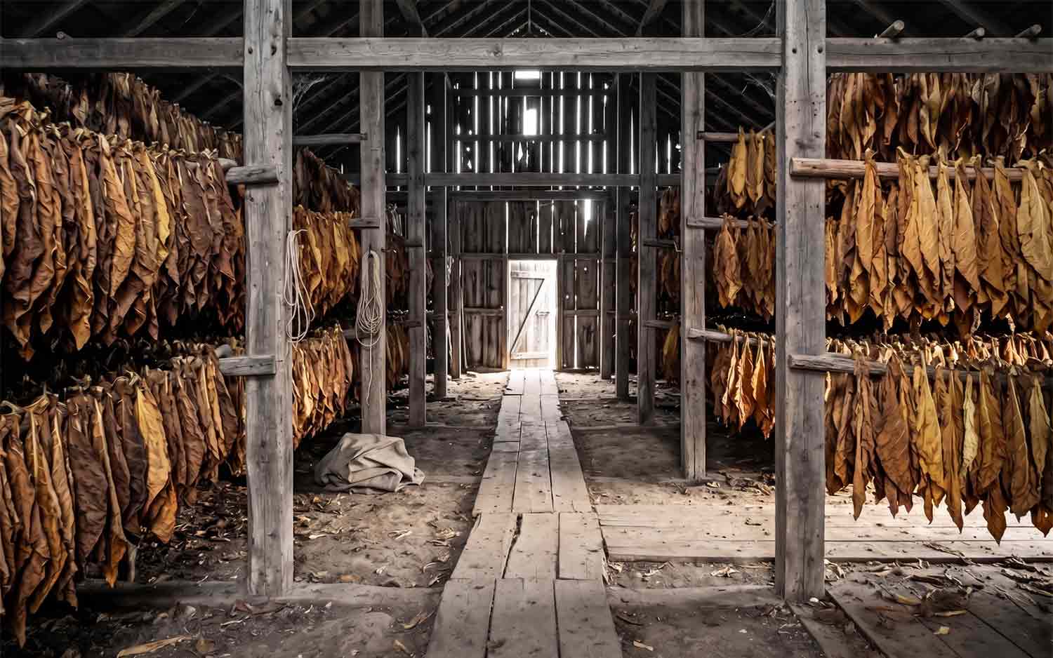 Cured tobacco leaves ageing in an East Java curing barn.