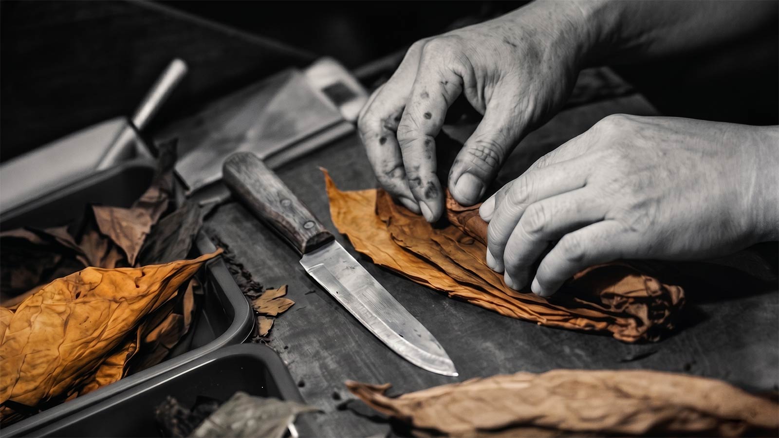 Hand-rolling tobacco leaves at the torcedor's bench.