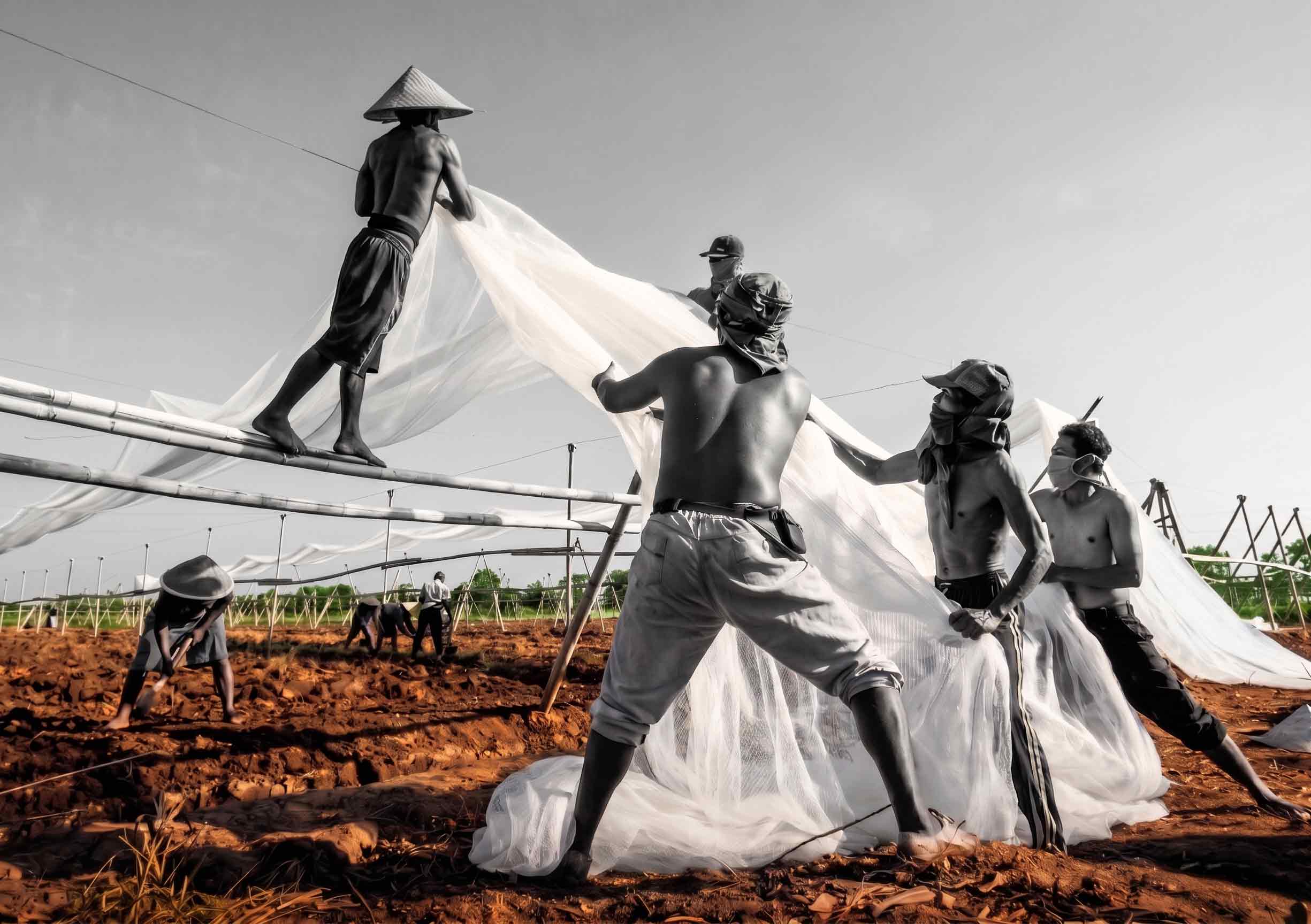 Workers preparing the tobacco fields in East Java.