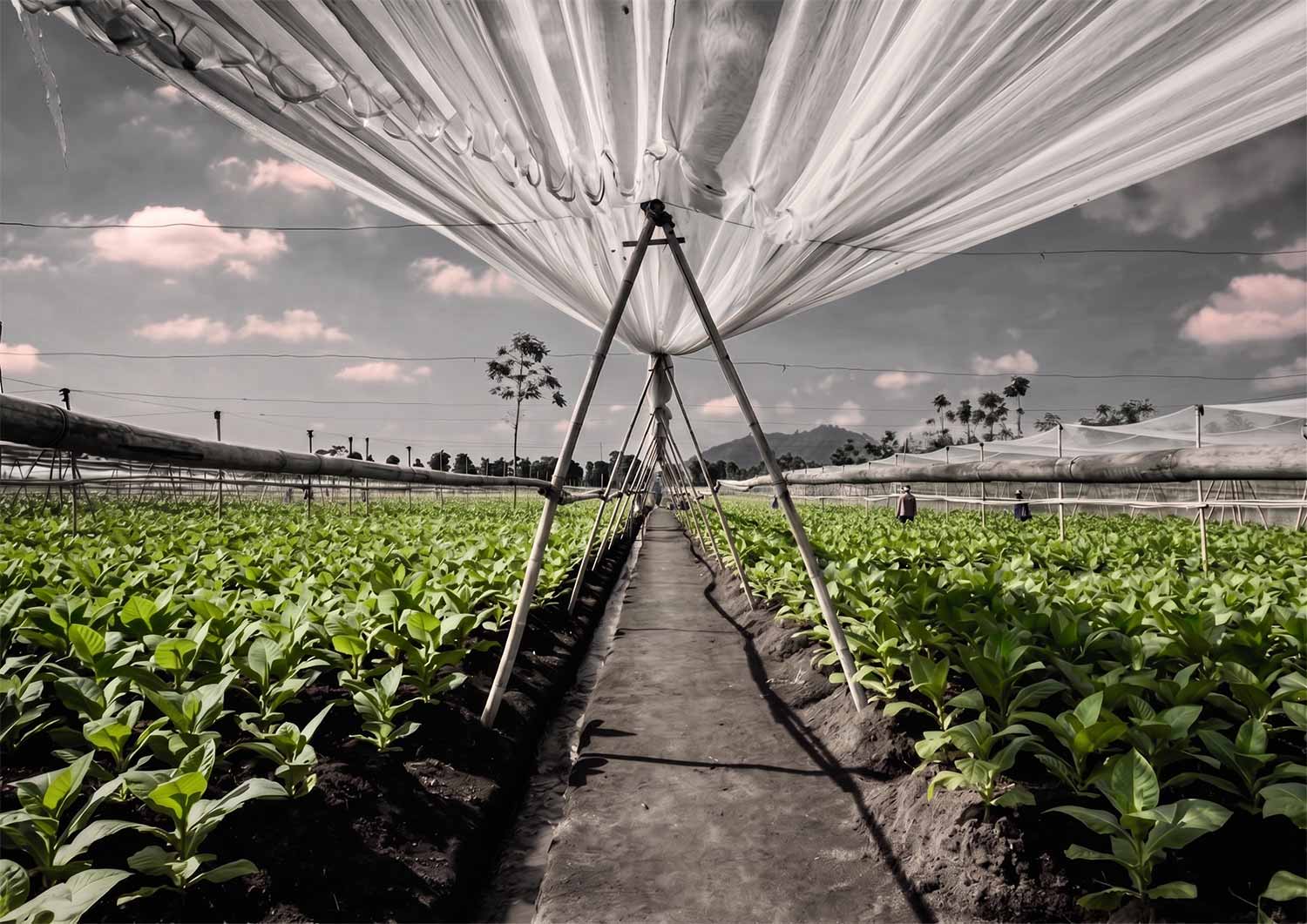 Tobacco nursery under shade tents, East Java.